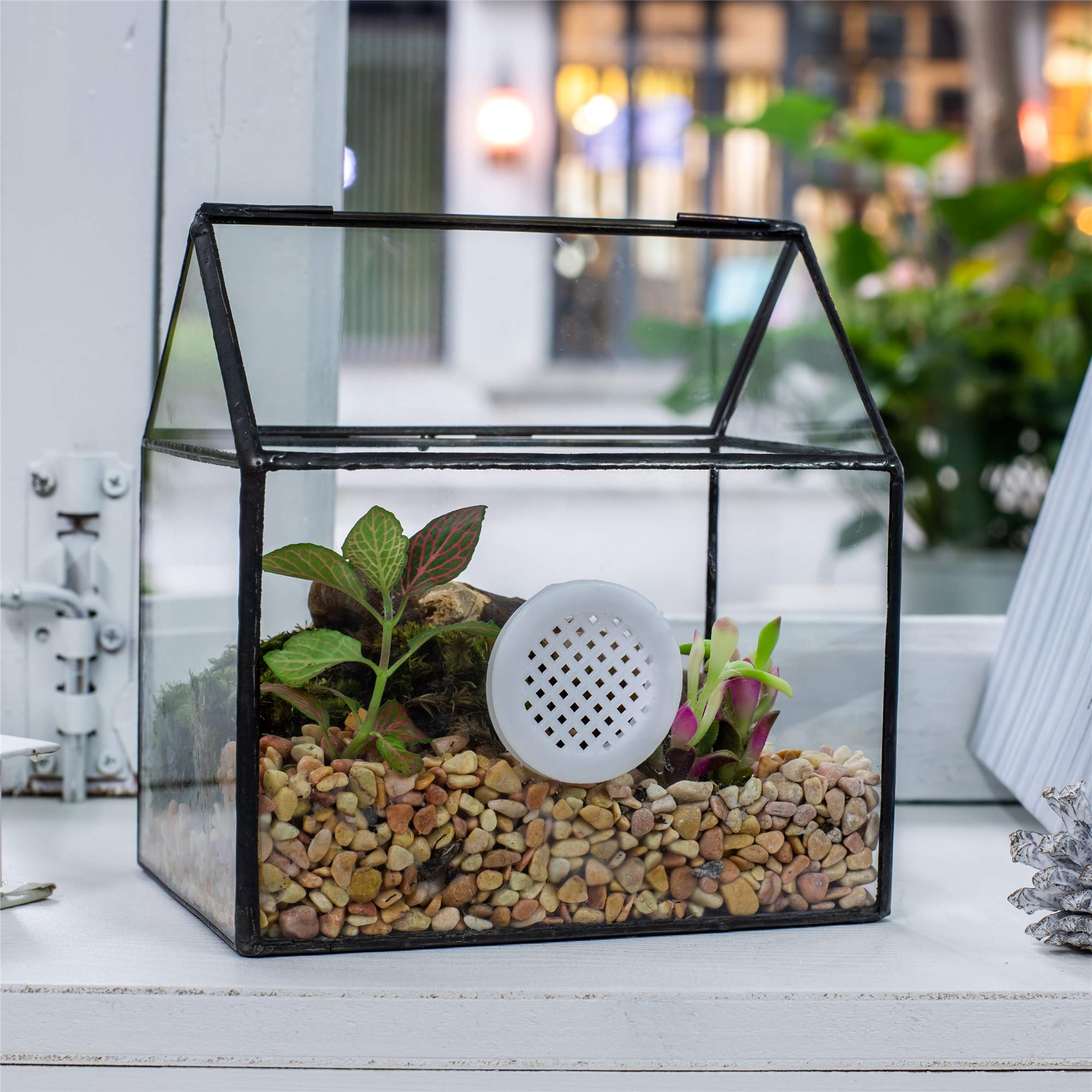 NCYP Small 15 x 11.3 x 16.5 cm Closed Glass Terrarium with Air